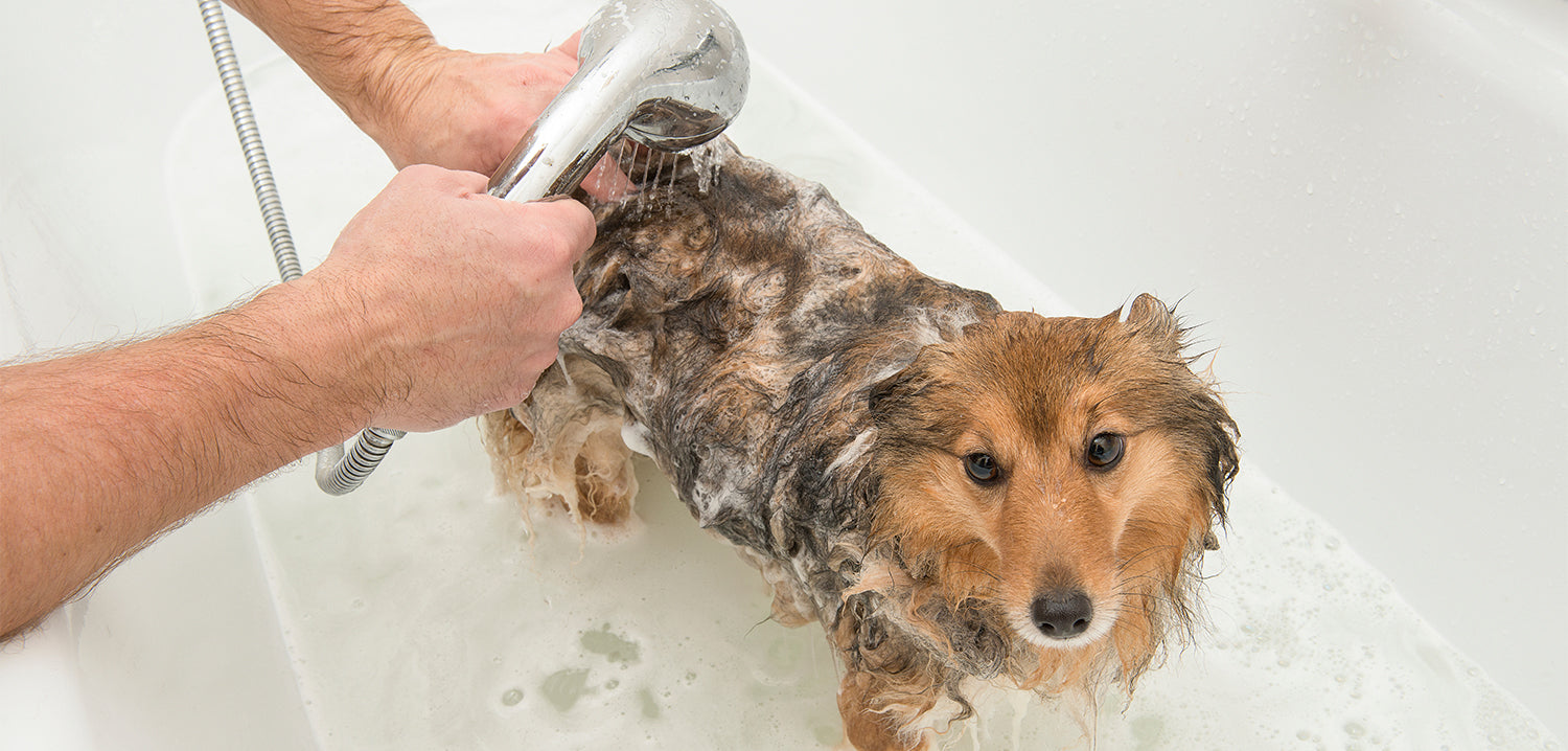 how often should you give a dog a bath in the winter