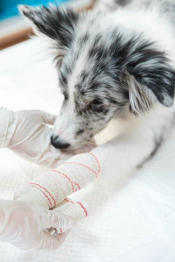 Vet applying bandage to white dog's paw