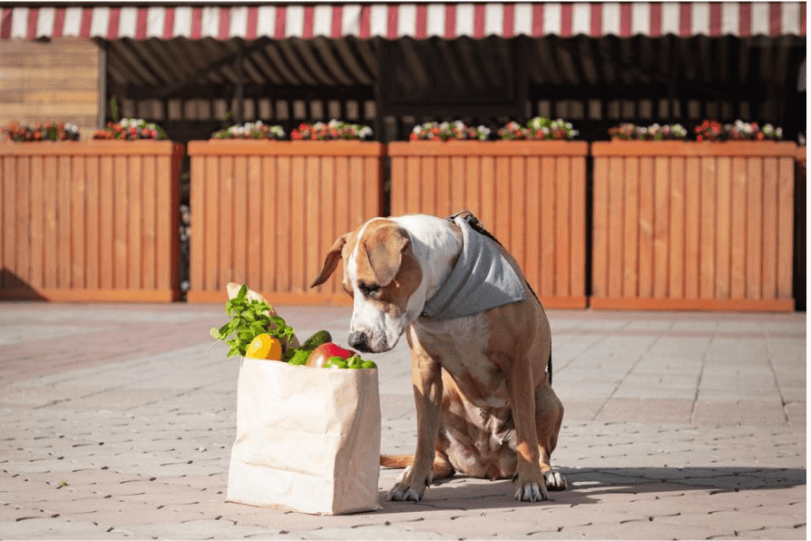 Can Dogs Eat Peppers? Yes, But How?