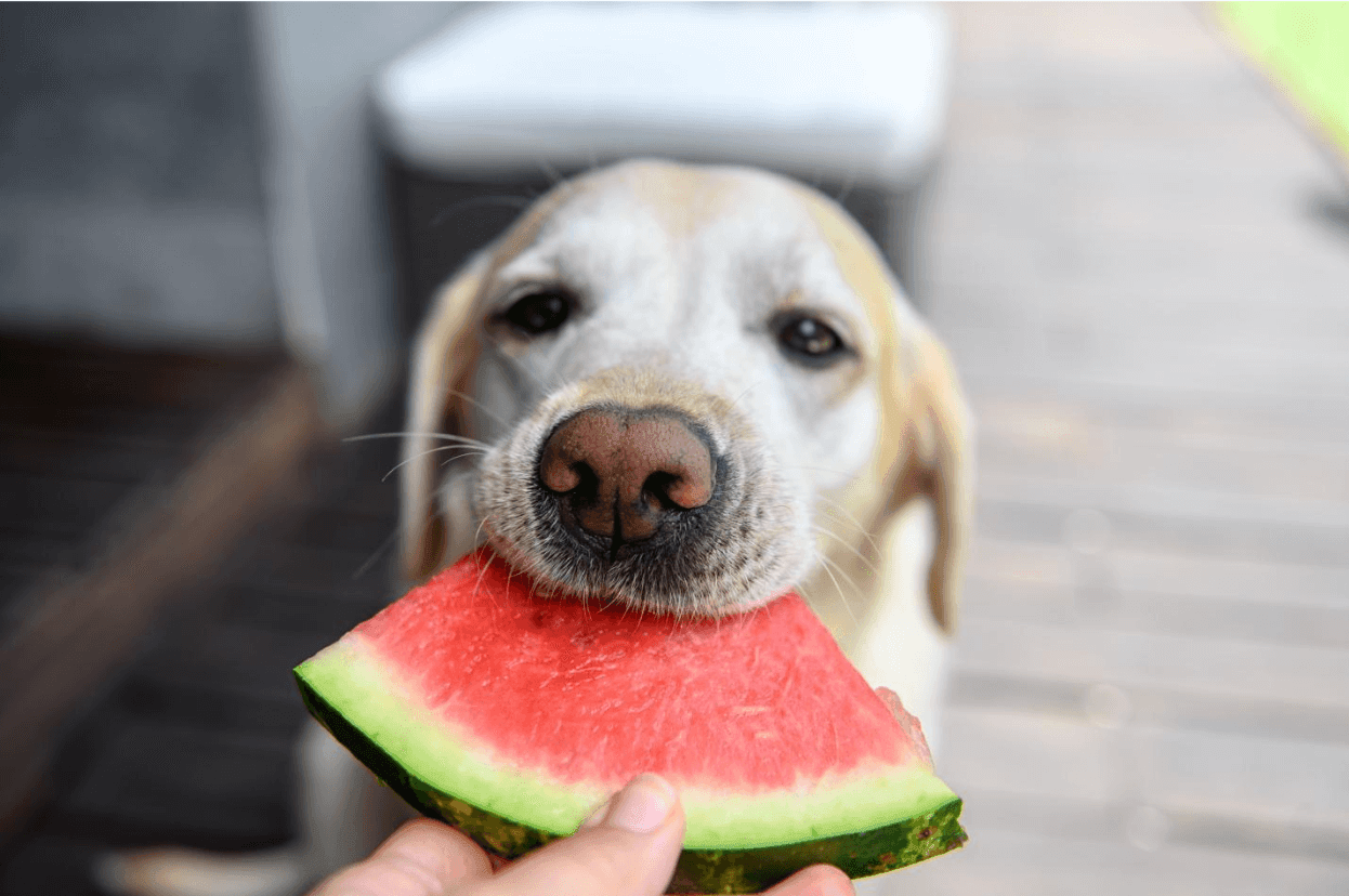 Dog with watermelon in their mouth