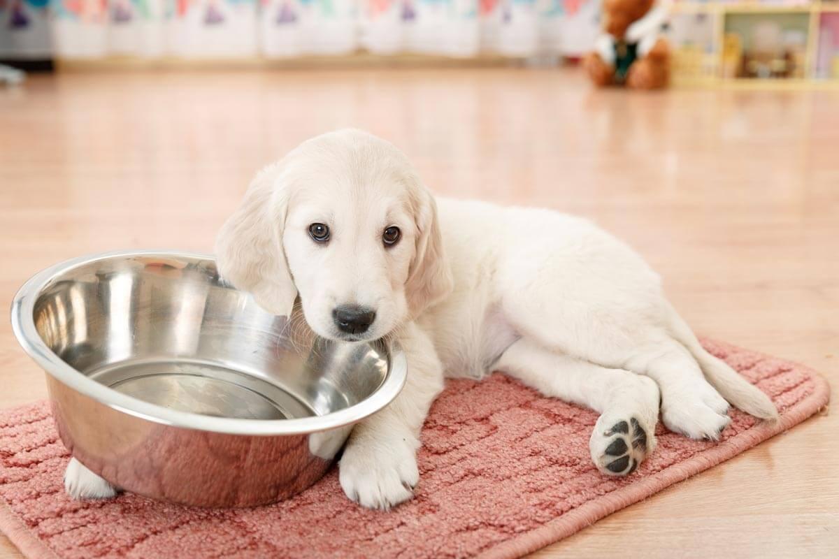 changing-puppy-food-when-to-transition-to-adult-dog-food-james