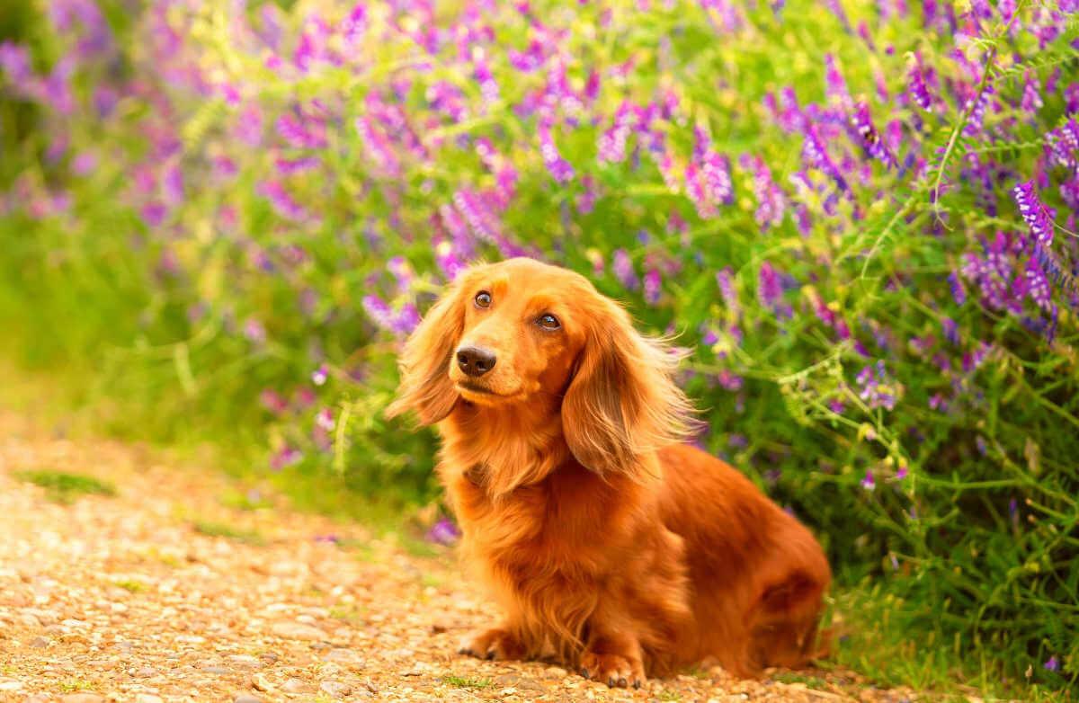 A dog sitting by a flower bed
