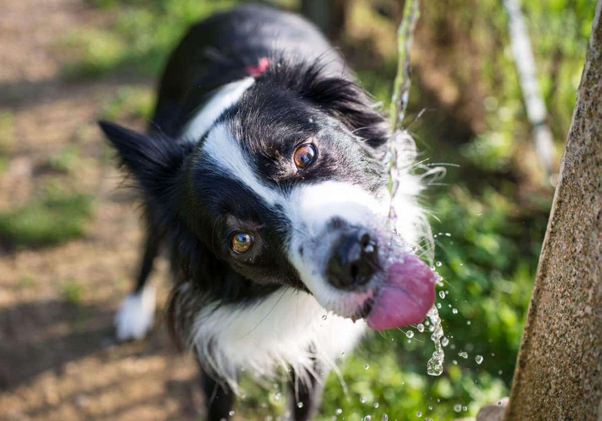 How Much Water Should Your Dog Drink? - Whole Dog Journal