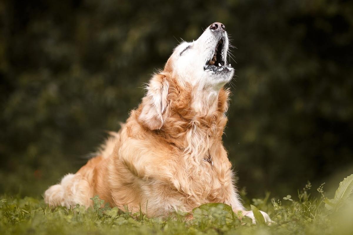 how do i stop my dog howling