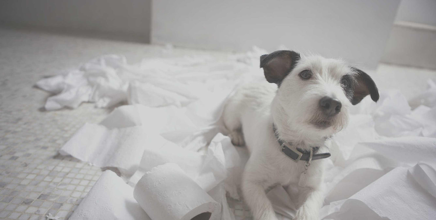 puppy playing with toilet paper