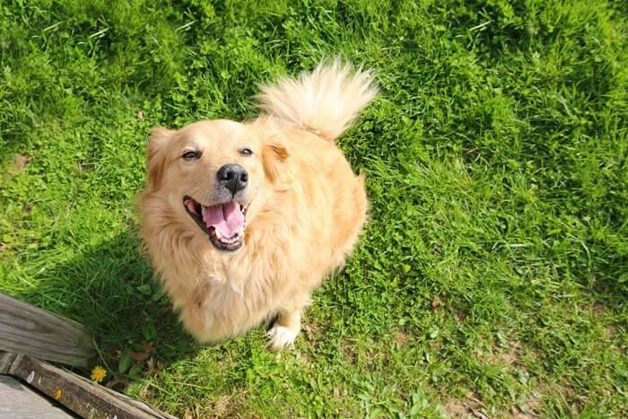 Dog ate clearance raw pork sausage