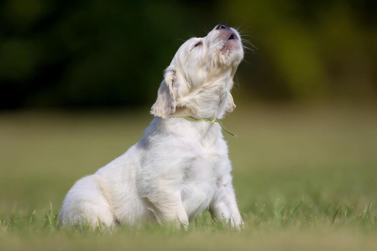 Dog whining store and eating grass