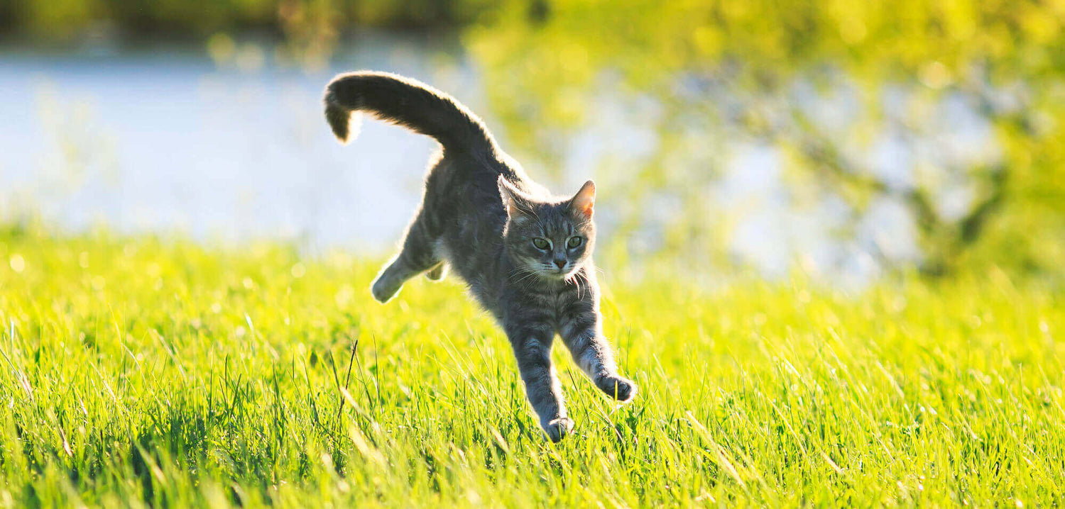 Cat landing in grass after a leap