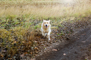 golden retriever dog running through a field