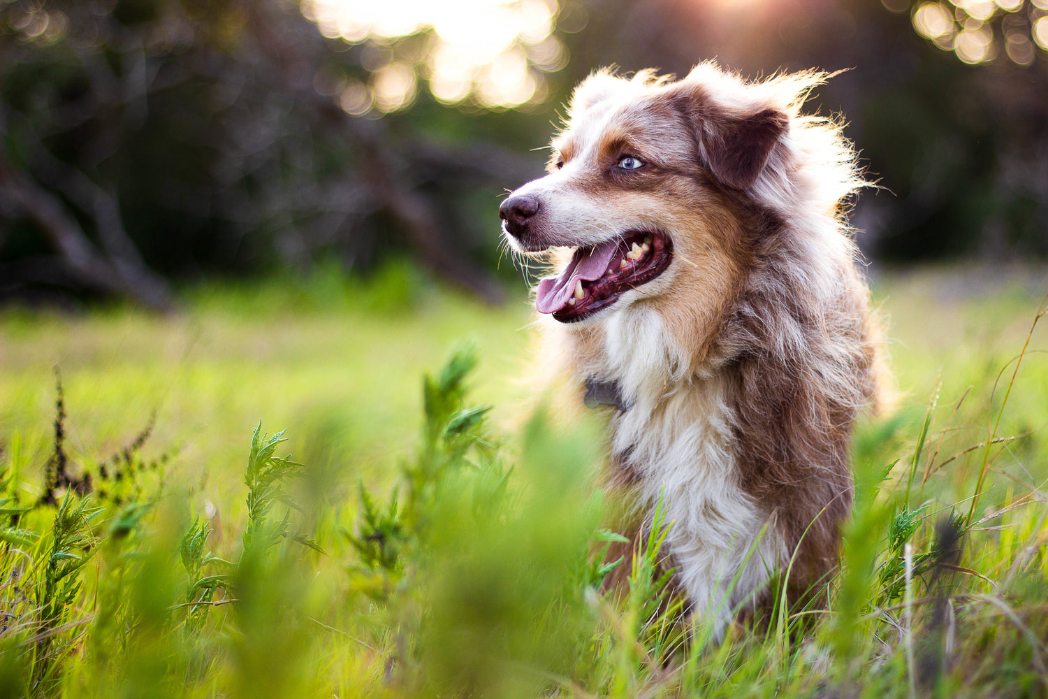 Image alt text: Dog standing in the field and looking to the side