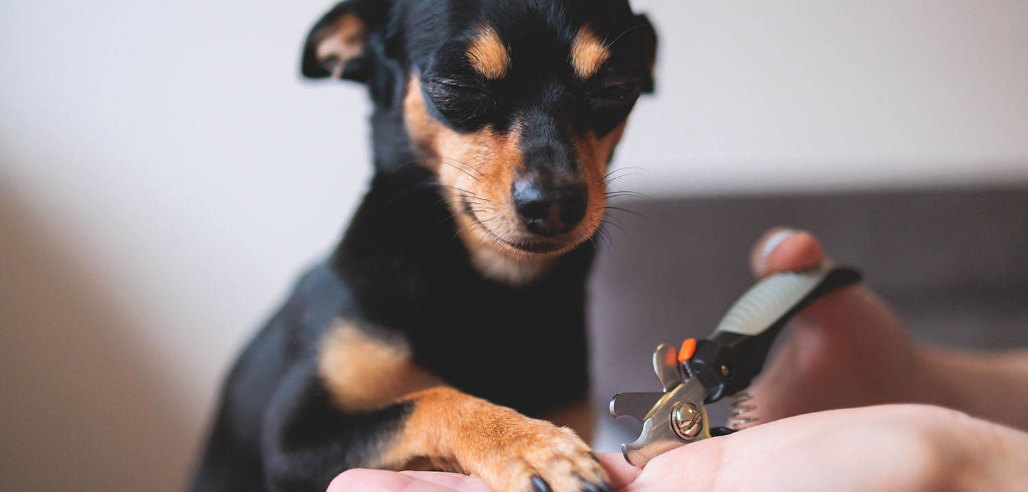 Veterinarian specialist holding small dog, process of cutting dog claw nails of a small breed dog with a nail clipper tool