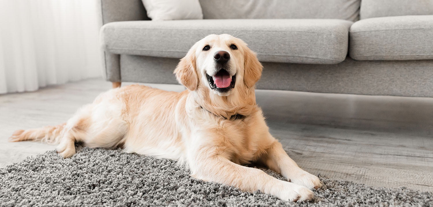 cute dog lying on the gray floor carpet indoors in living room at home