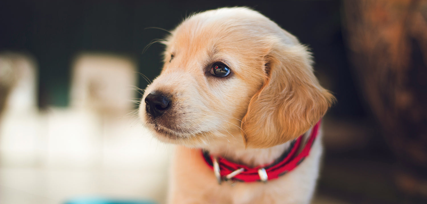 Dog Life expectancy: A charming image of a puppy adorned with a collar