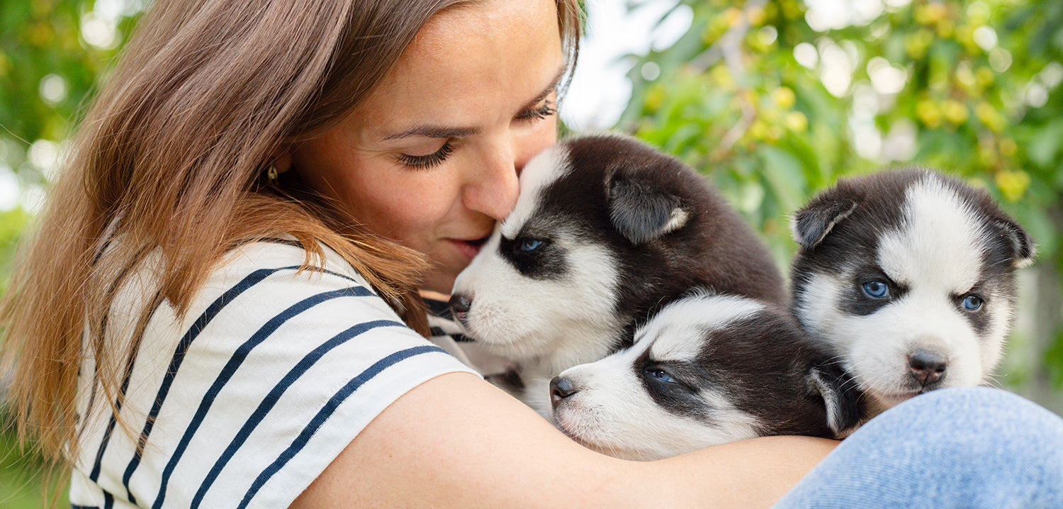 Woman holding three wonderful husky puppies in her hands