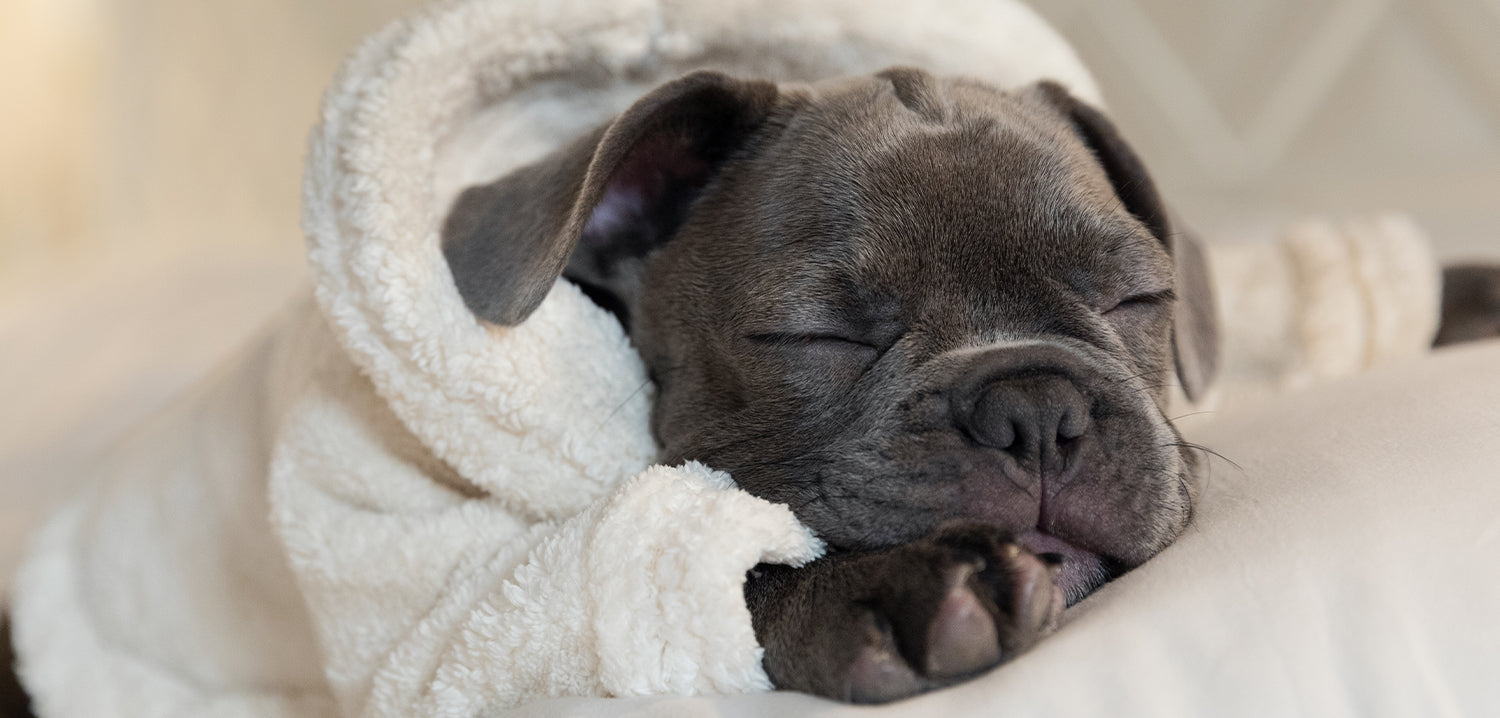 Puppy of Frenchie bulldog blue sleeping with bathrobe on the bed