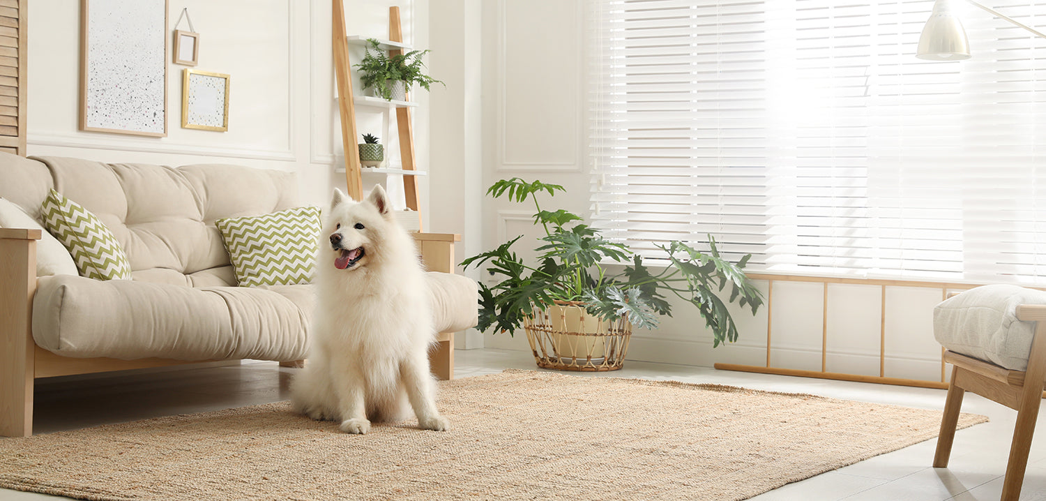 Adorable Samoyed dog in modern living room