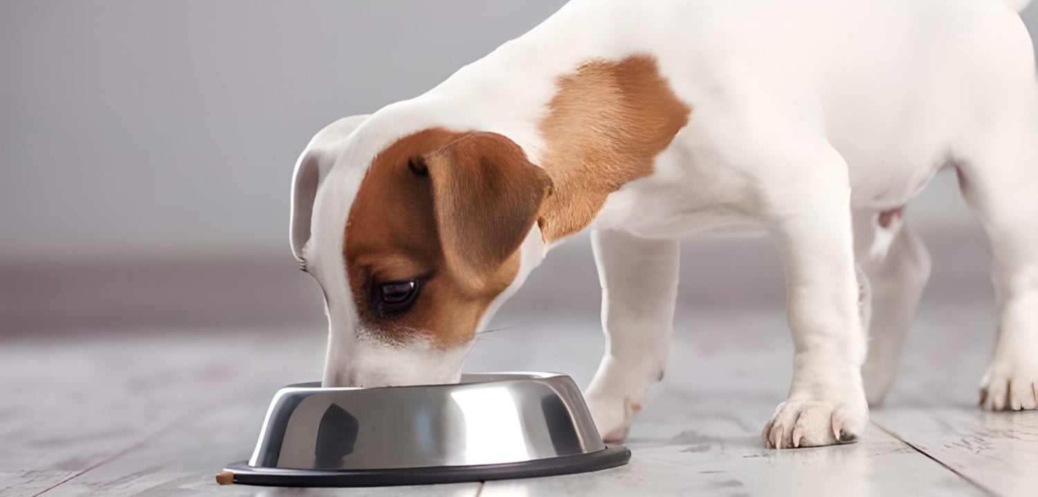 brown and white puppy eating from a bowl