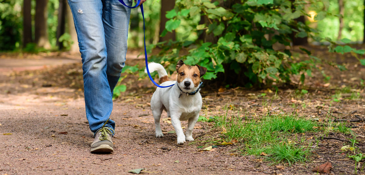 dog walking on a lead in the forest