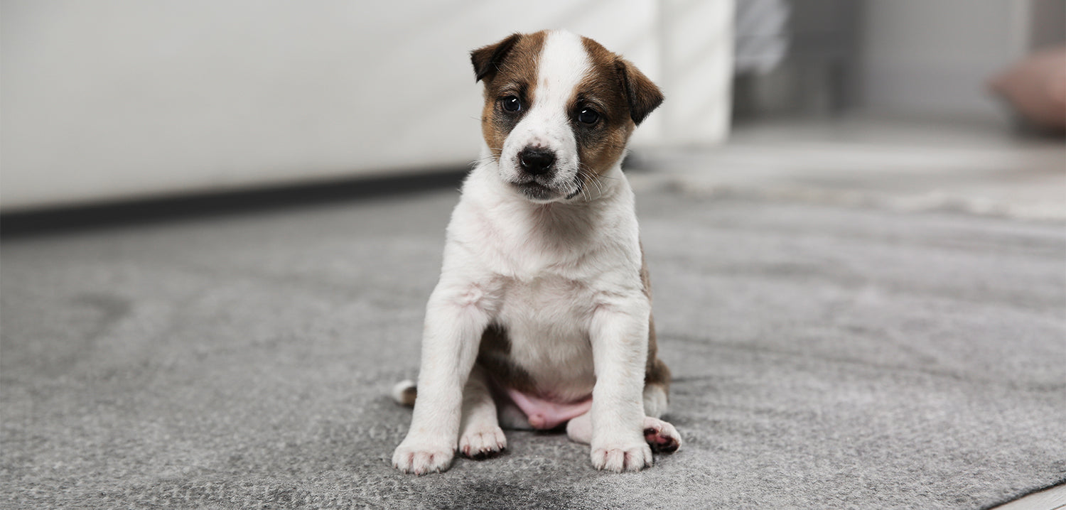 cute brown and white puppy on a mat