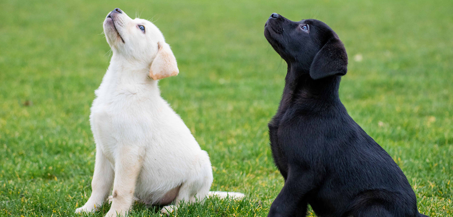 black and white labrador puppies sitting on grass