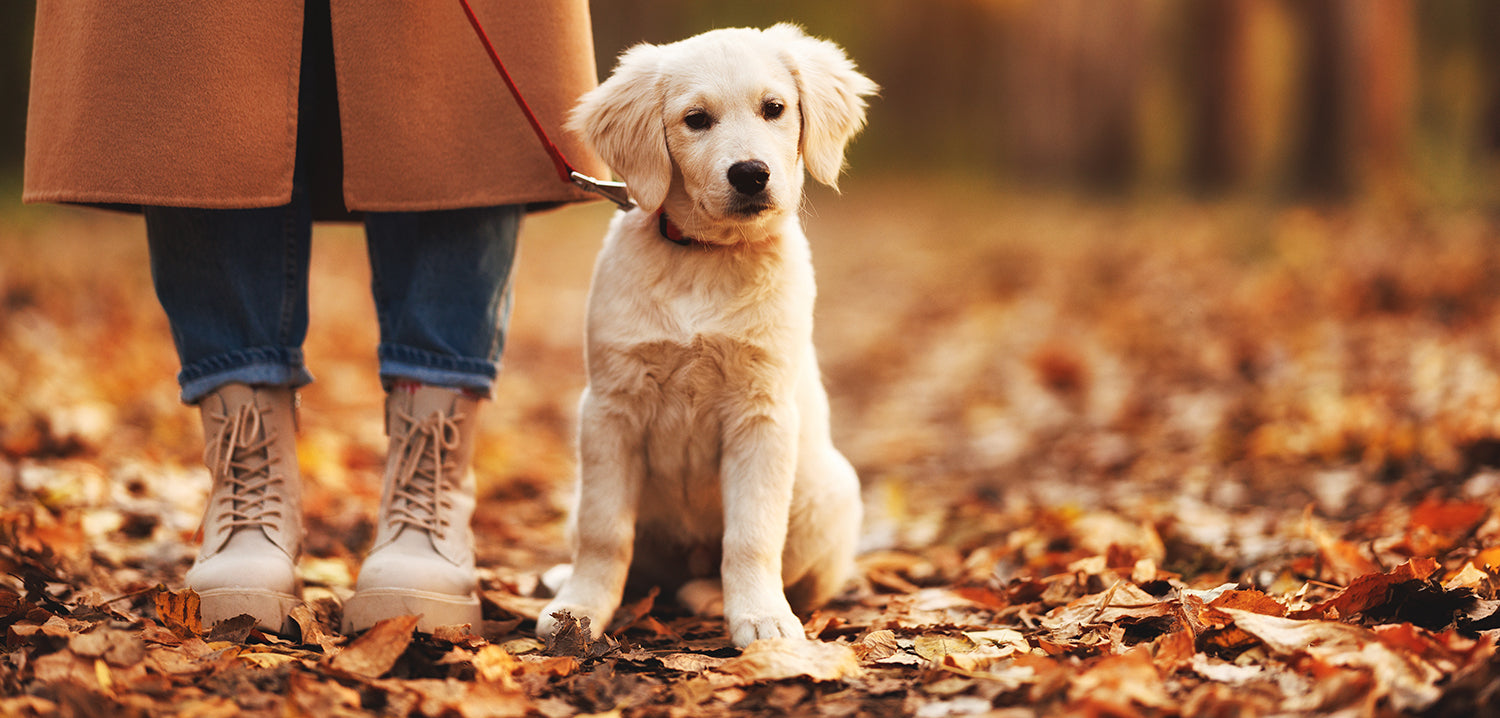 How long and how often to walk a puppy