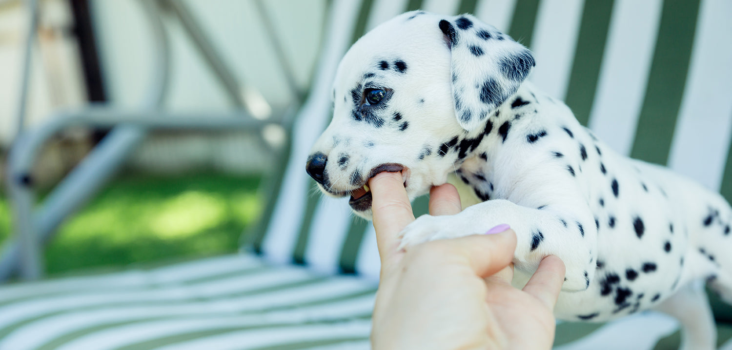 Questions to ask a dog breeder: An image showing a playful puppy.