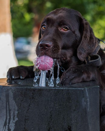 Black labrador retriever drinking water from faucet