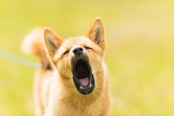 Close-up of a puppy barking