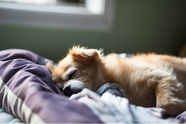 Why does my dog sleep so much || James Wellbeloved