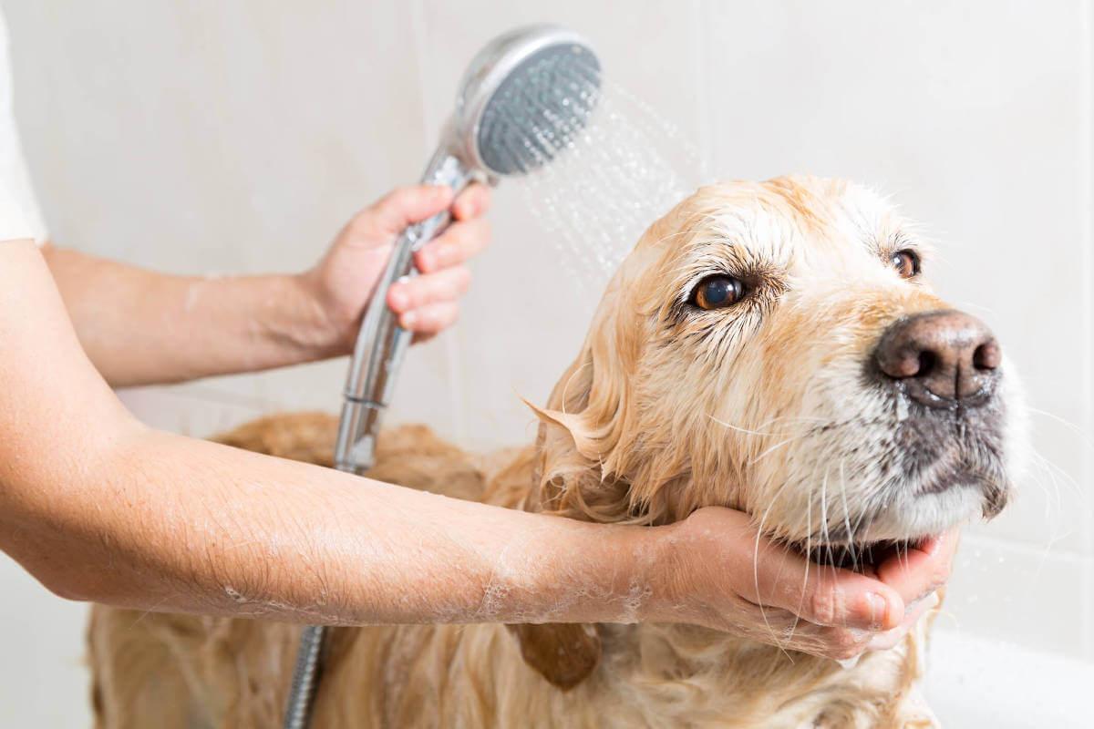 Dog being washed with a shower head