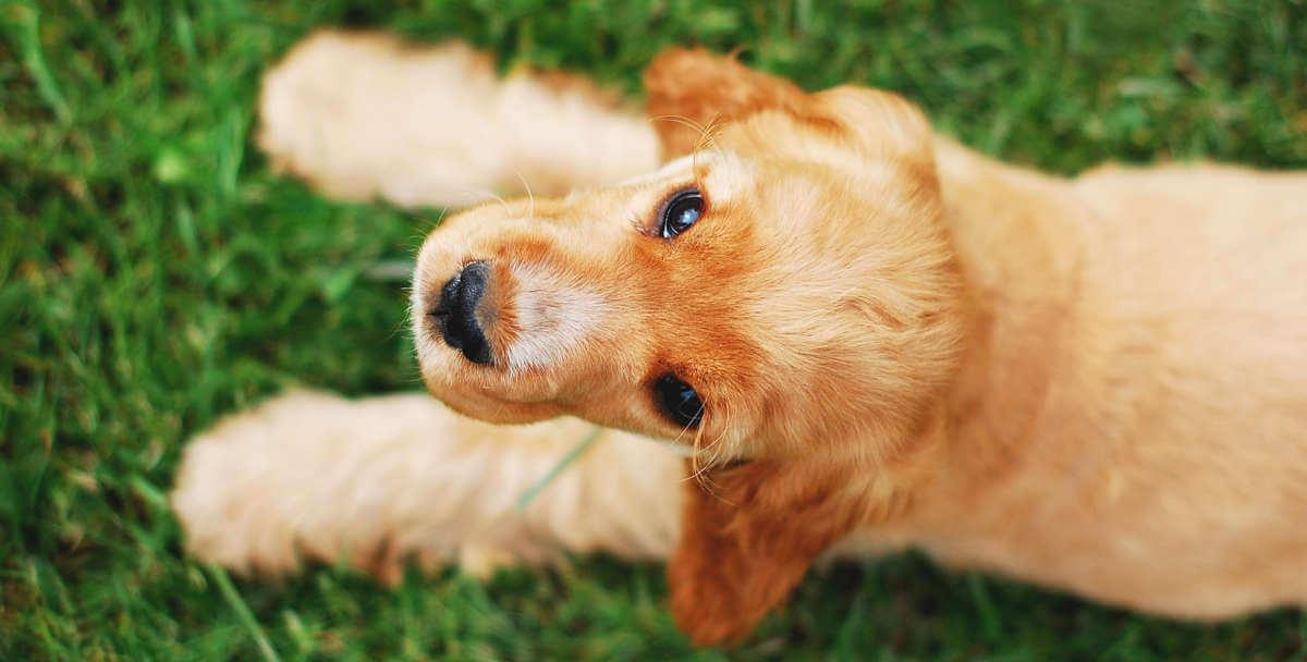 Puppy lying on grass looking up at you