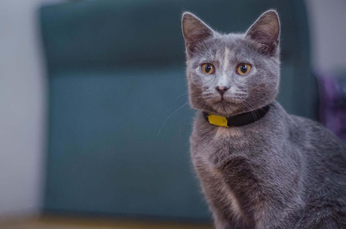 Grey cat sitting indoors