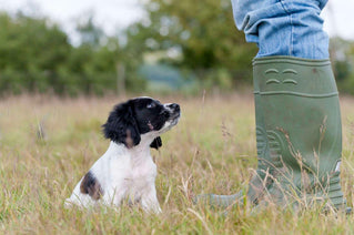young spaniel puppy beginning its training