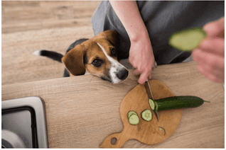 Dog watching adult cut a cucumber in a kitchen
