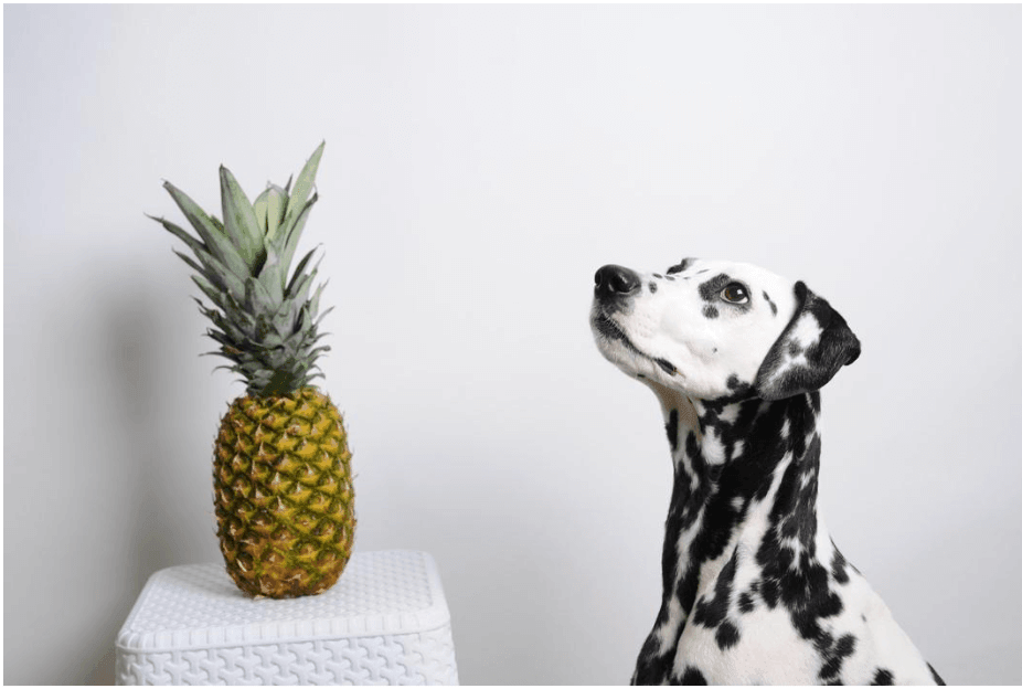 Can dogs eat pineapple? - James Wellbeloved UK