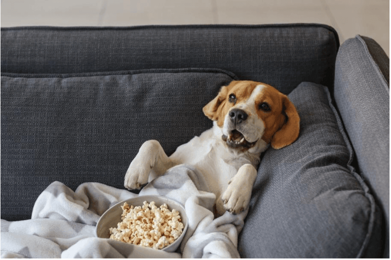 Can dogs eat popcorn? Yes, but not always! - James Wellbeloved UK