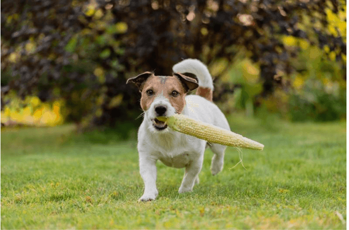 Can dogs eat sweetcorn? - James Wellbeloved UK