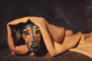Dog wrapped up in a blanket on a sofa