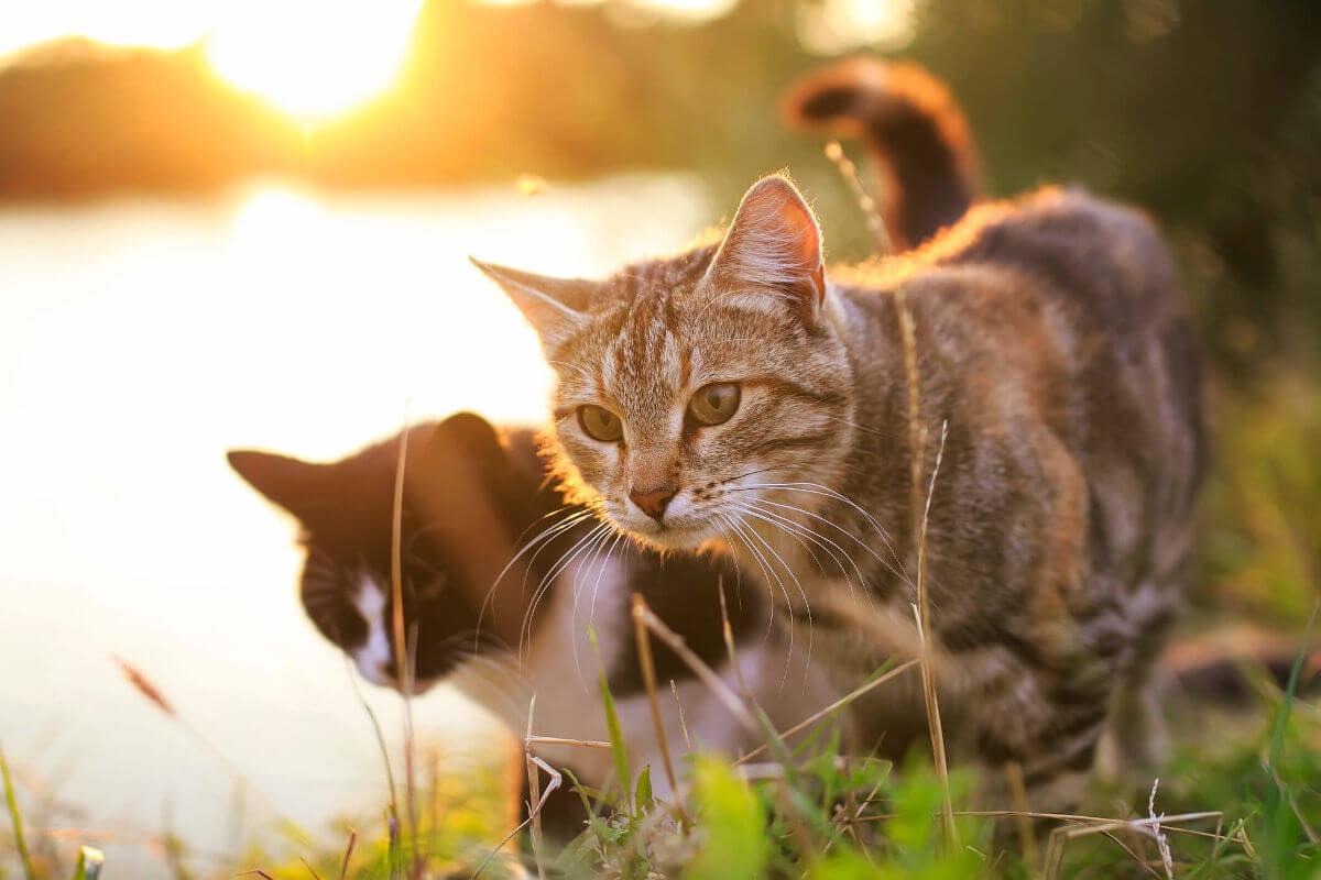 Two cats by a river