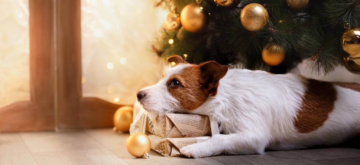Christmas Foods for your Dog - James Wellbeloved UK