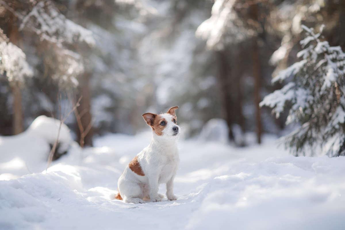 Do dogs like snow? - James Wellbeloved UK