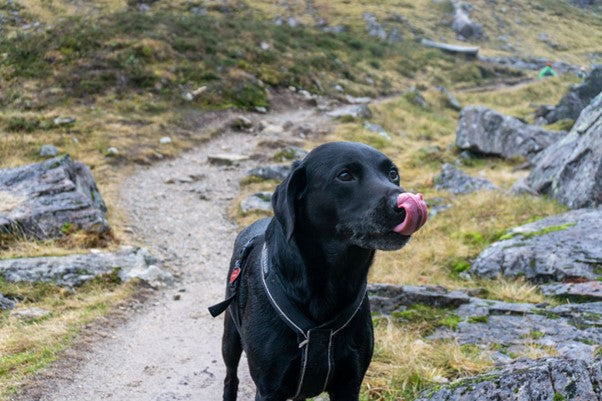 Black Labrador retriever licking its lips on a trail