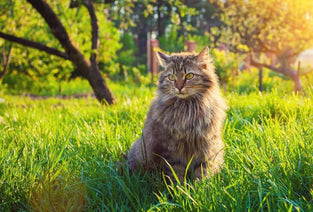 cat sitting on lawn