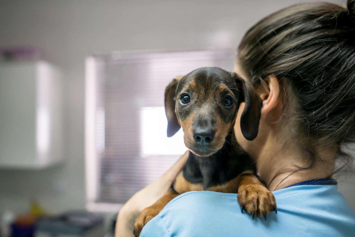Dog resting on a vet's shoulder
