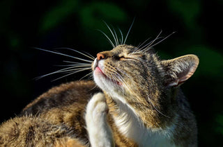 Flea treatment for cats - James Wellbeloved UK
