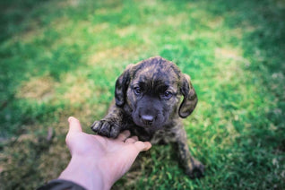 puppy giving a paw