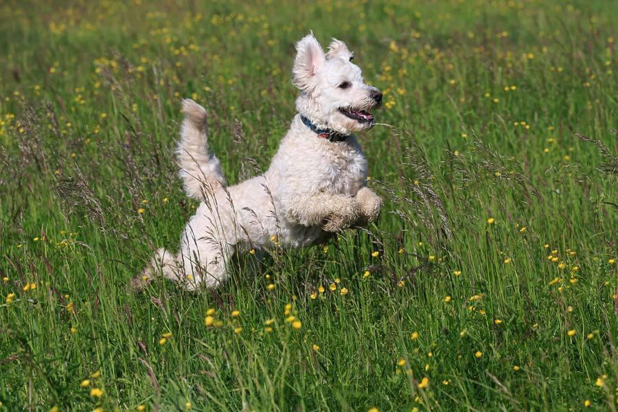 dog jumping through long grass