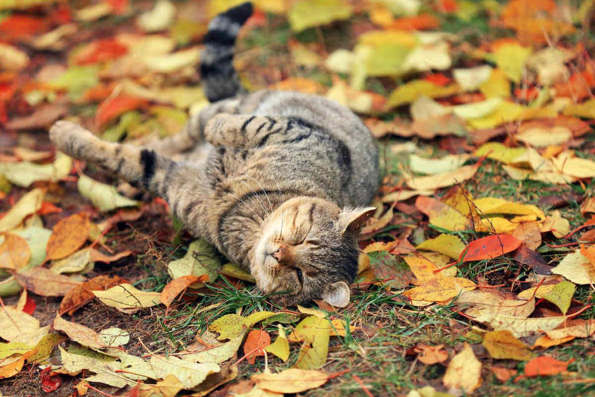 Cat rolling around in autumn leaves