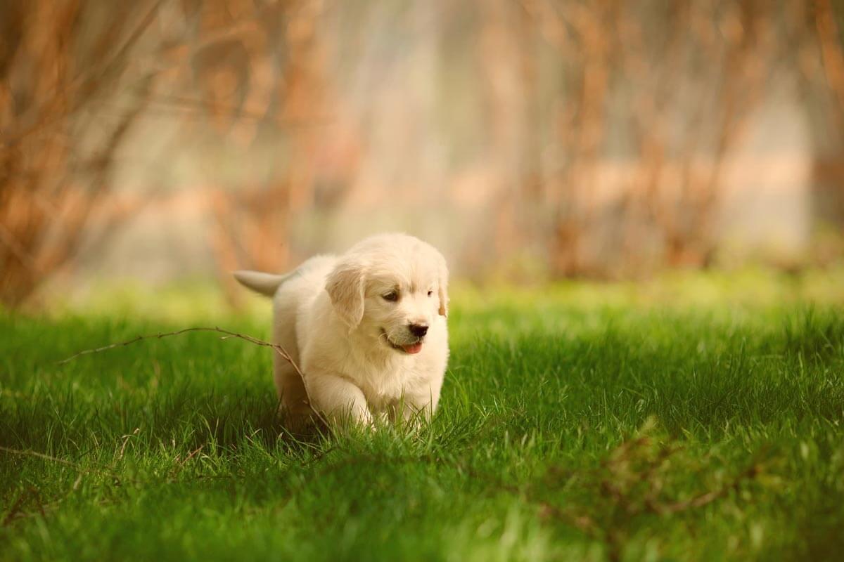 puppy on grass