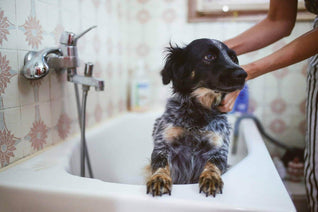 Dog receiving a bath
